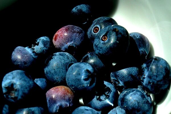 Blauwe-bes