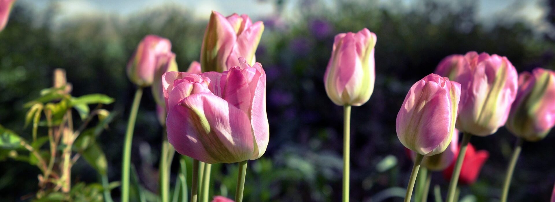 verliefde tulpen