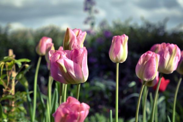 verliefde tulpen