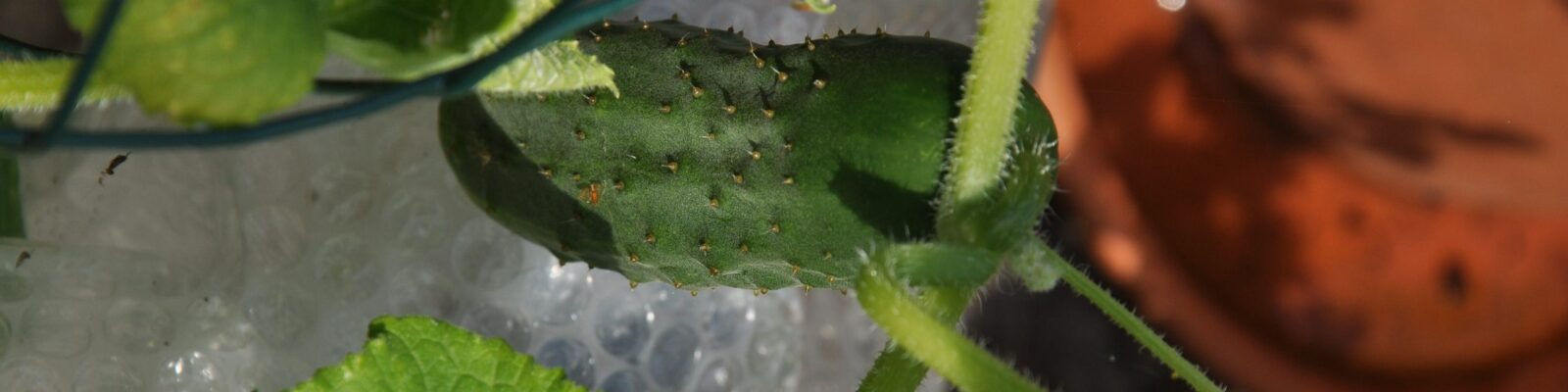 Komkommer Marketmore