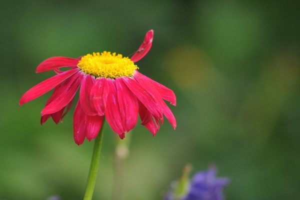 Pyrethrum