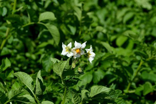 aardappelplant