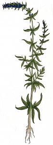 hyssop