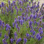 hyssop