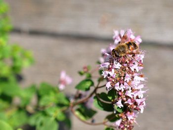 Bij op oregano