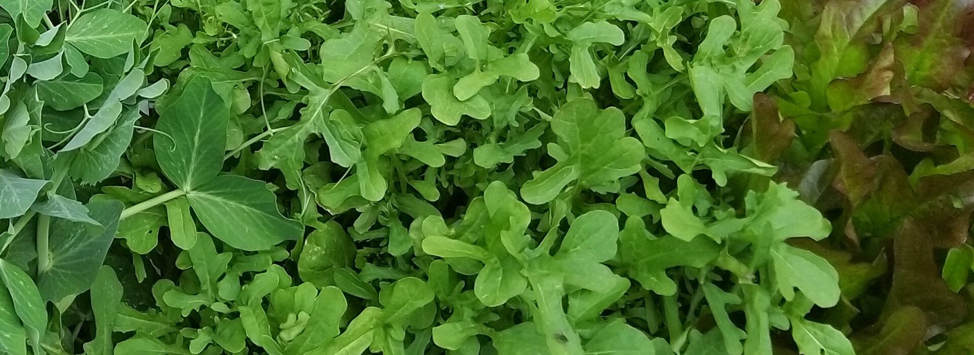 rucola
