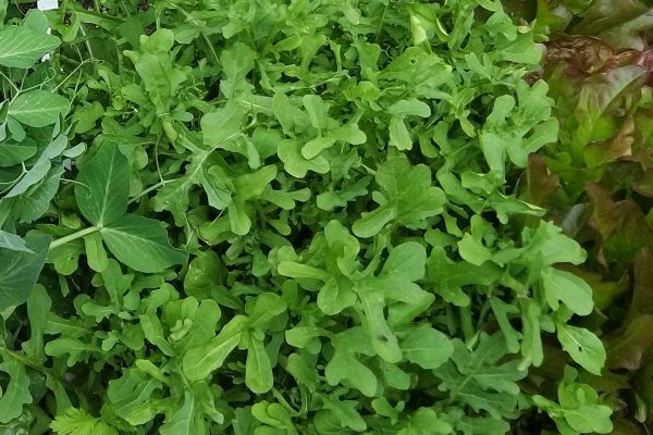 rucola