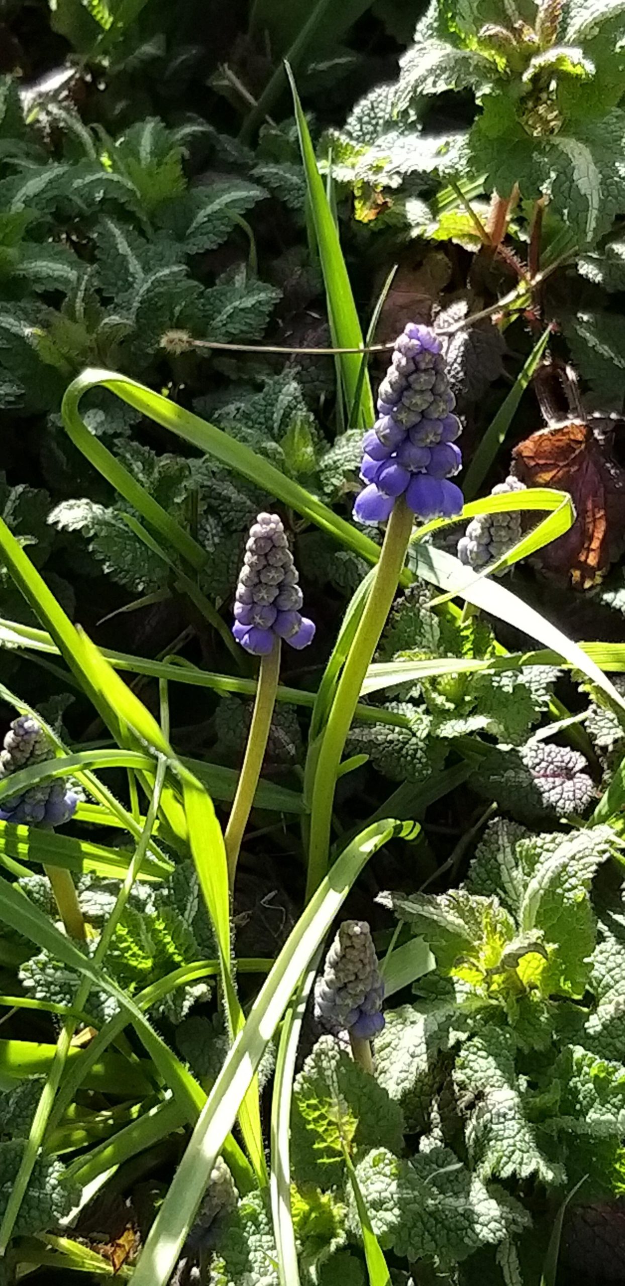 Blauw druifje