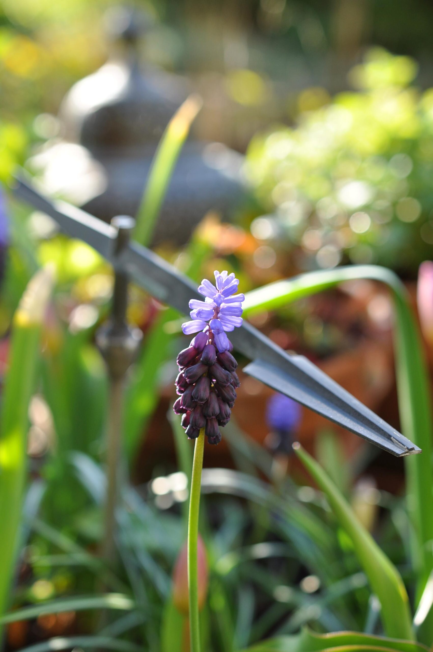 Blauw druifje