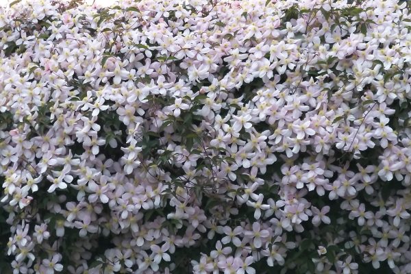 Clematis Montana