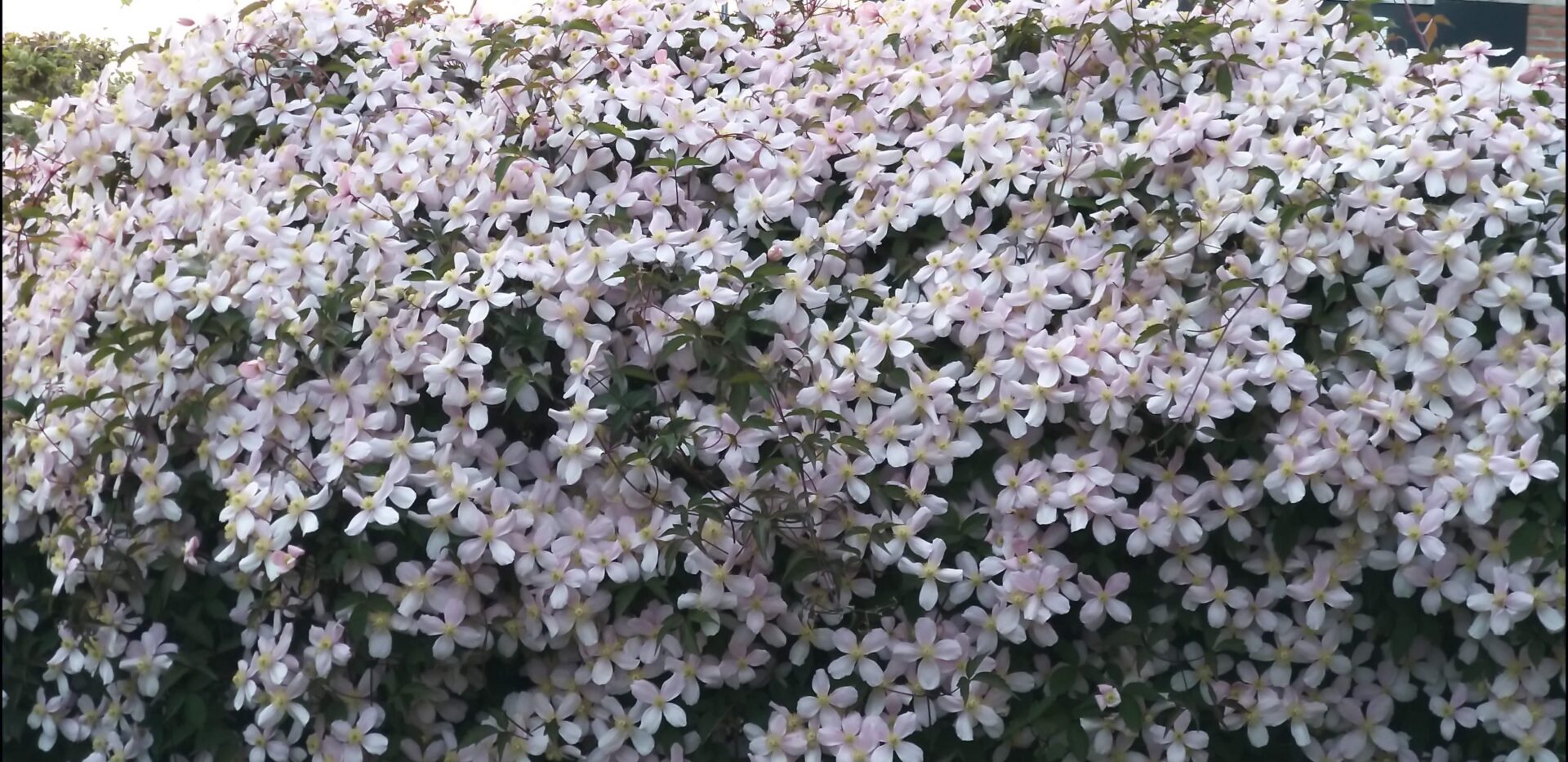 Clematis Montana