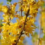 Forsythia