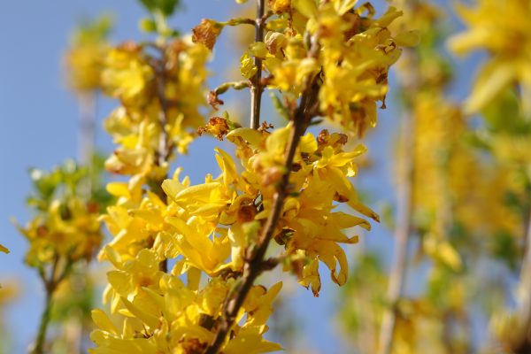 Forsythia