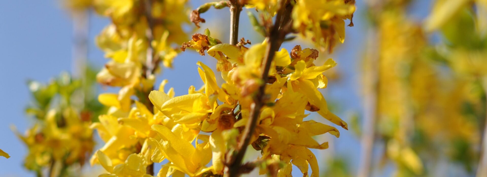 Forsythia