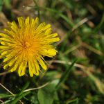 Paardenbloem