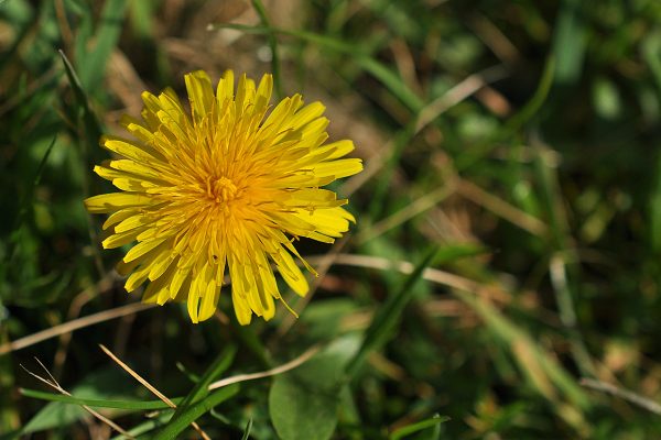 Paardenbloem