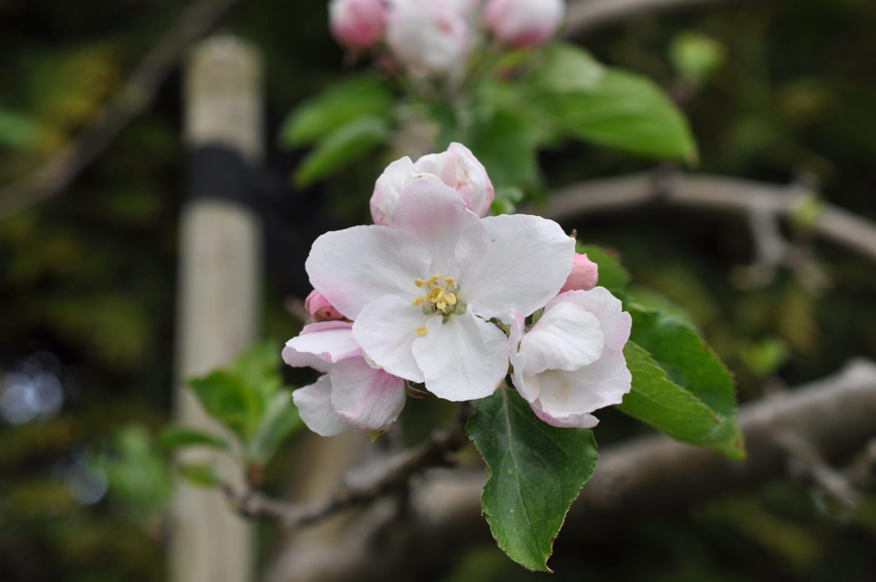 Appelbloesem