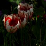 Rood-witte tulpen