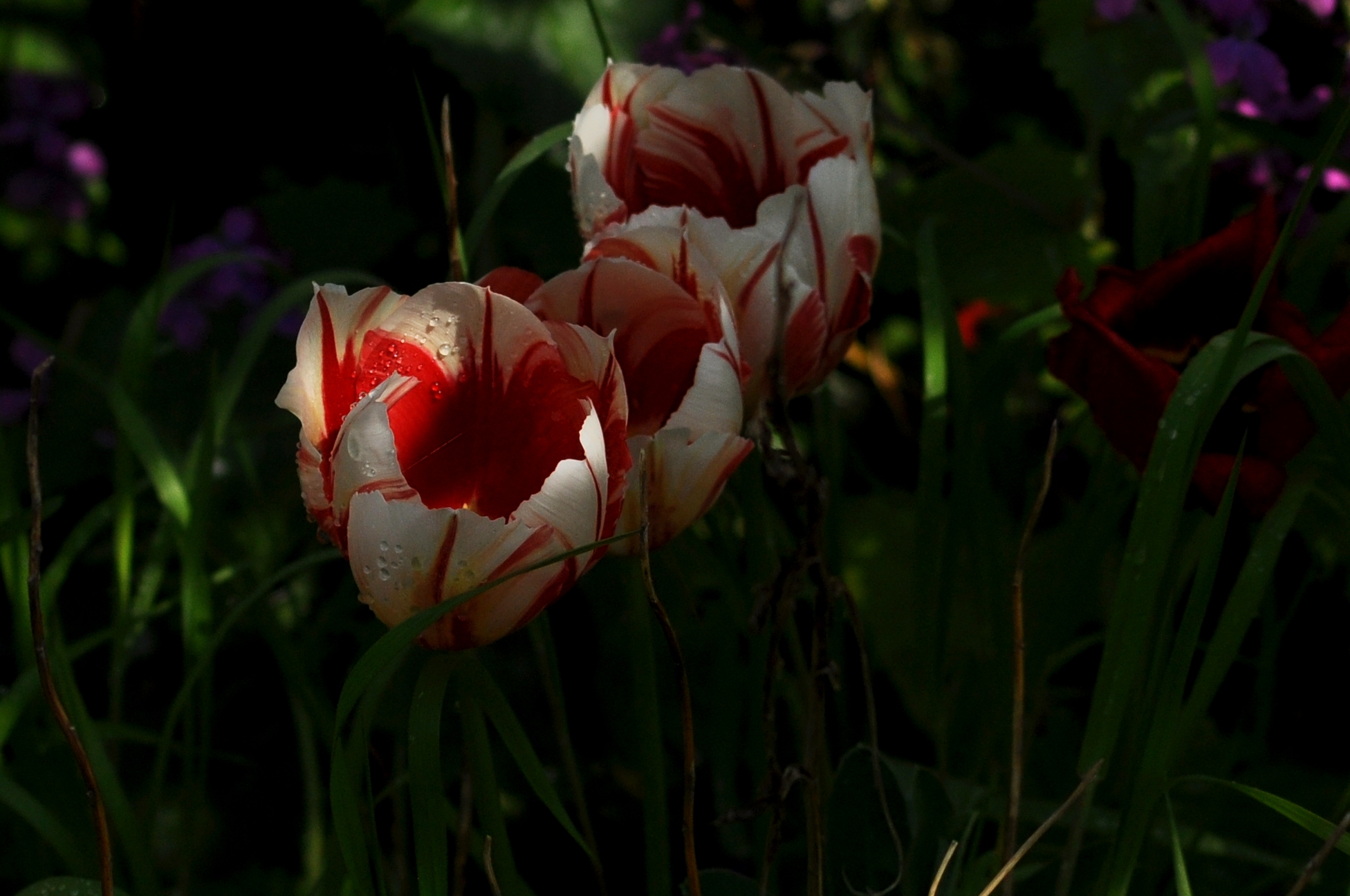 Rood-witte tulpen