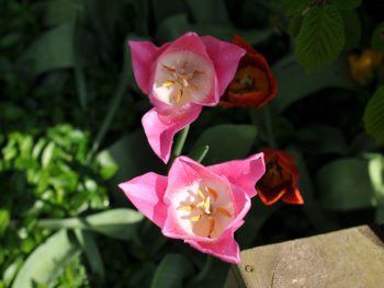 Roze-witte tulpen