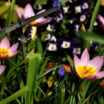 Botanische tulp