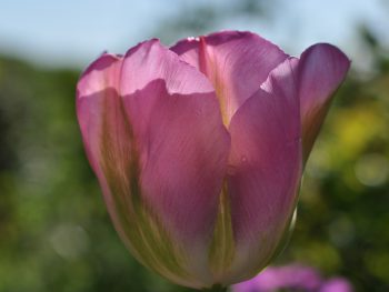 Roze Tulpen