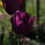 Paarse Tulpen