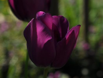 Paarse Tulpen