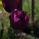 Paarse Tulpen