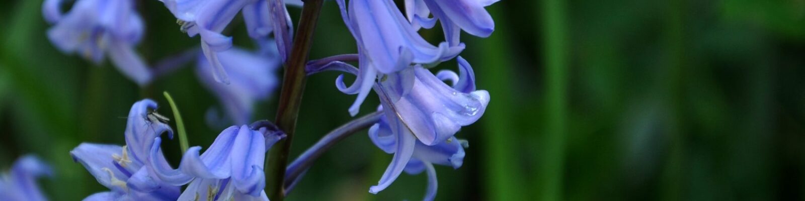 Boshyacinth of Spaans klokje