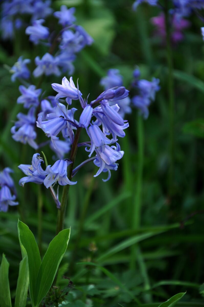 Boshyacinth of Spaans klokje