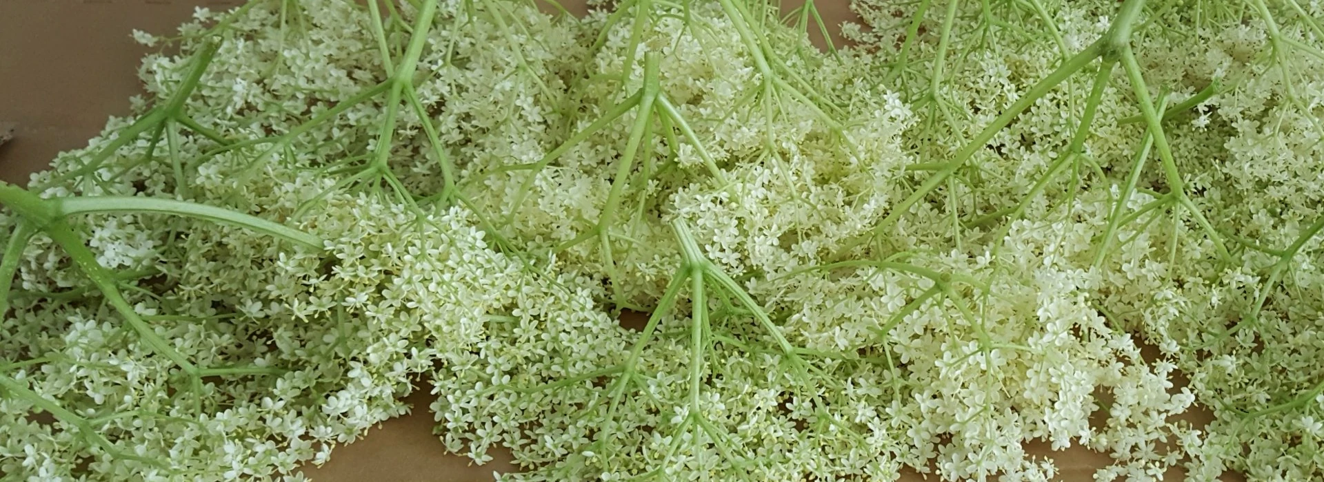 vlierbloesemchampagne