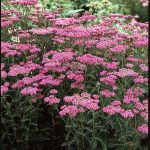 Achillea_Millefolium_Cerise_Queen