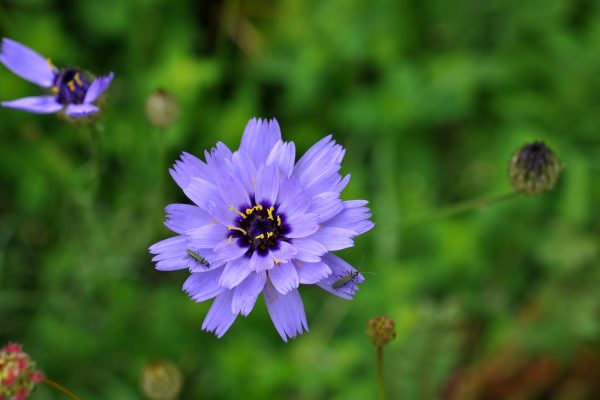 Blauwe strobloem