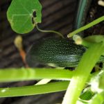 courgette