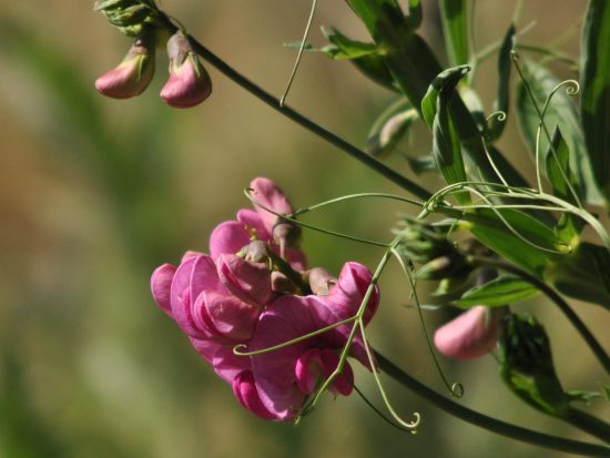 brede Lathyrus