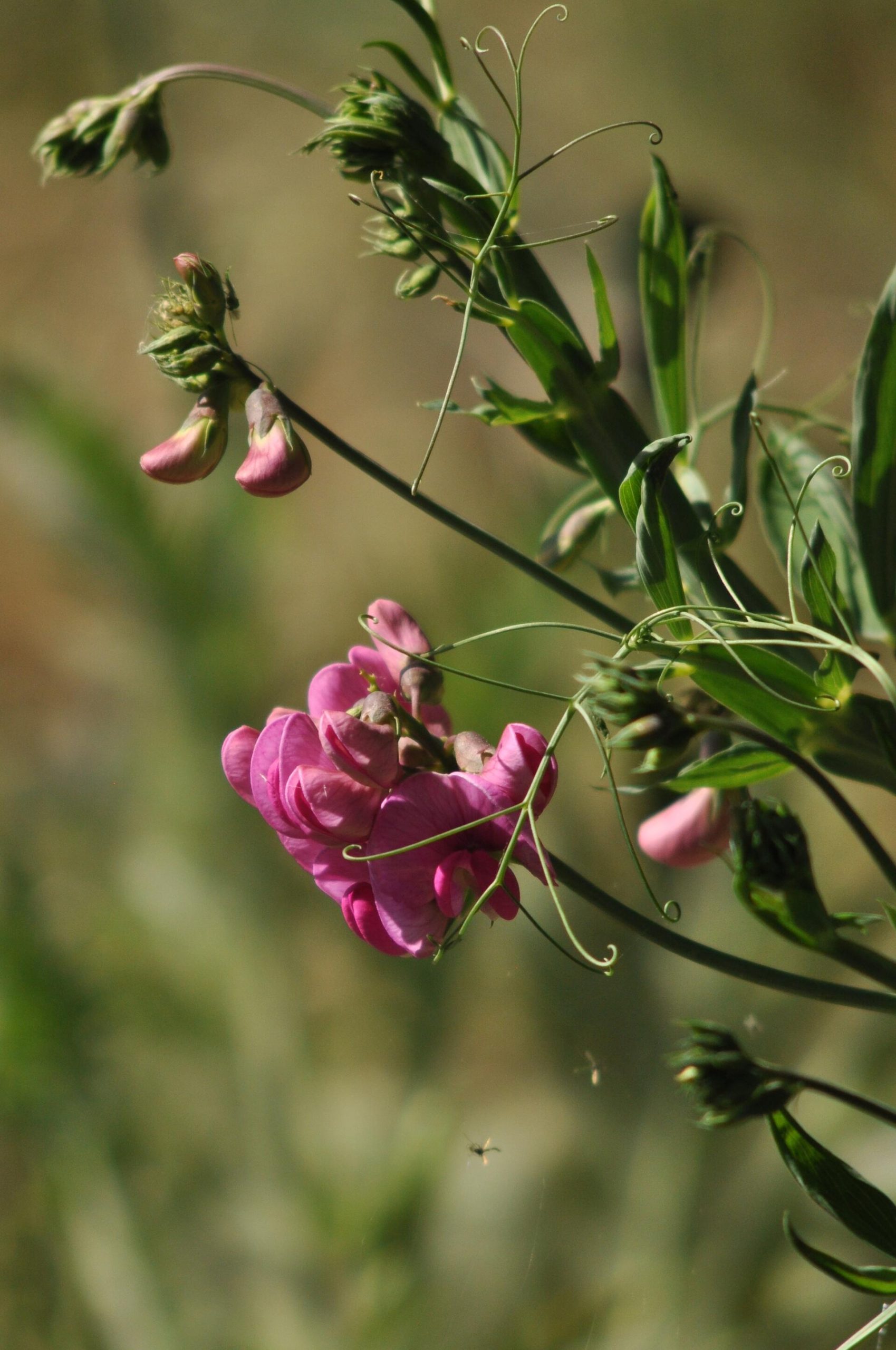 brede Lathyrus