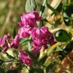 brede Lathyrus