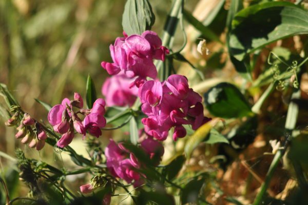 brede Lathyrus