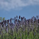 lavendel-