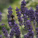 lavendel hommel