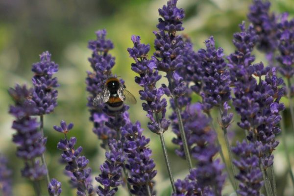 lavendel hommel