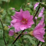 Lavatera