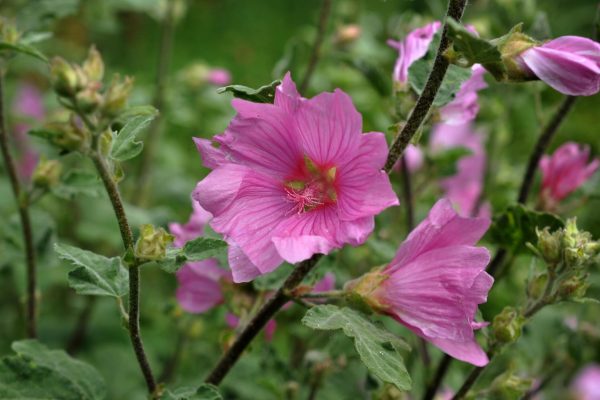 Lavatera