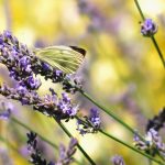 lavendel vlinder