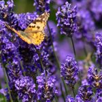 lavendel vlinder