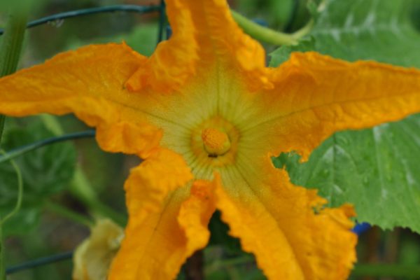 courgette