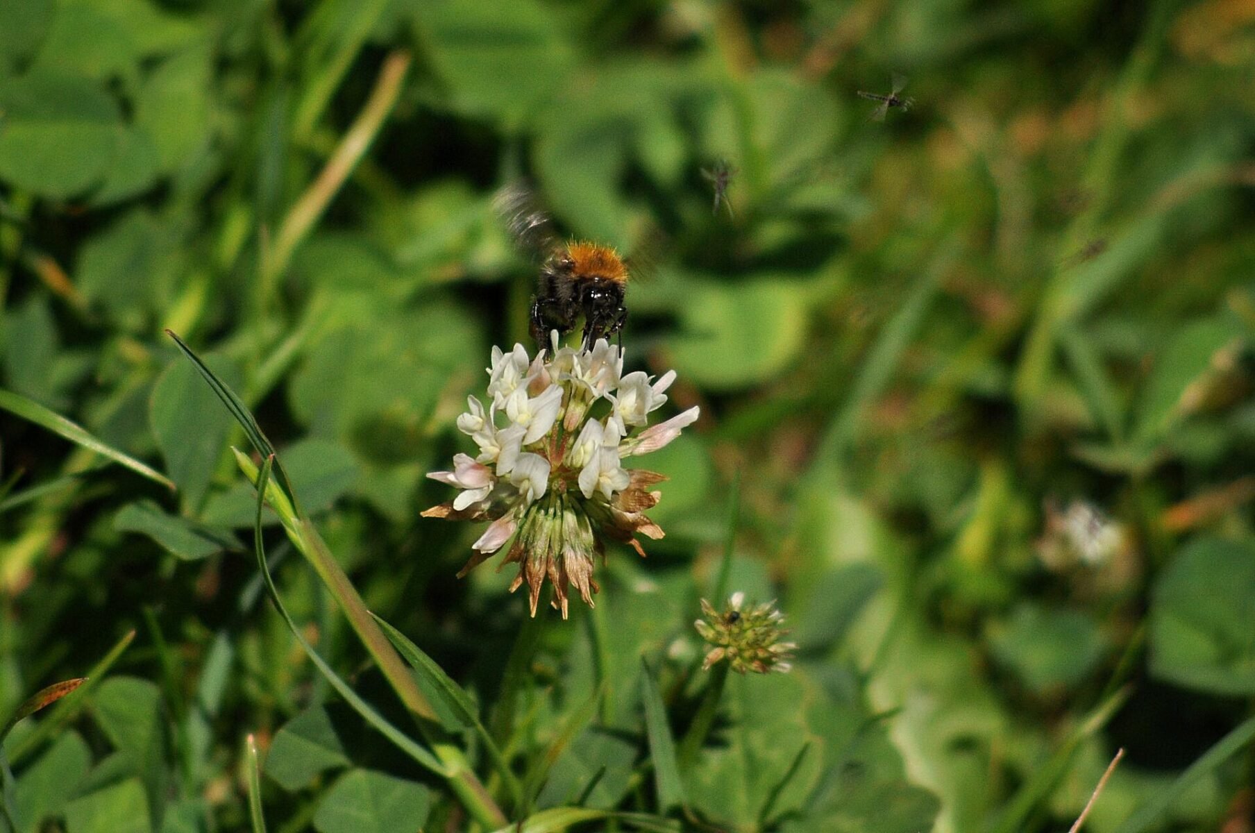 Witte klaver met hommel