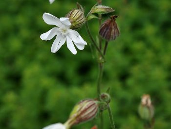 Blaassilene