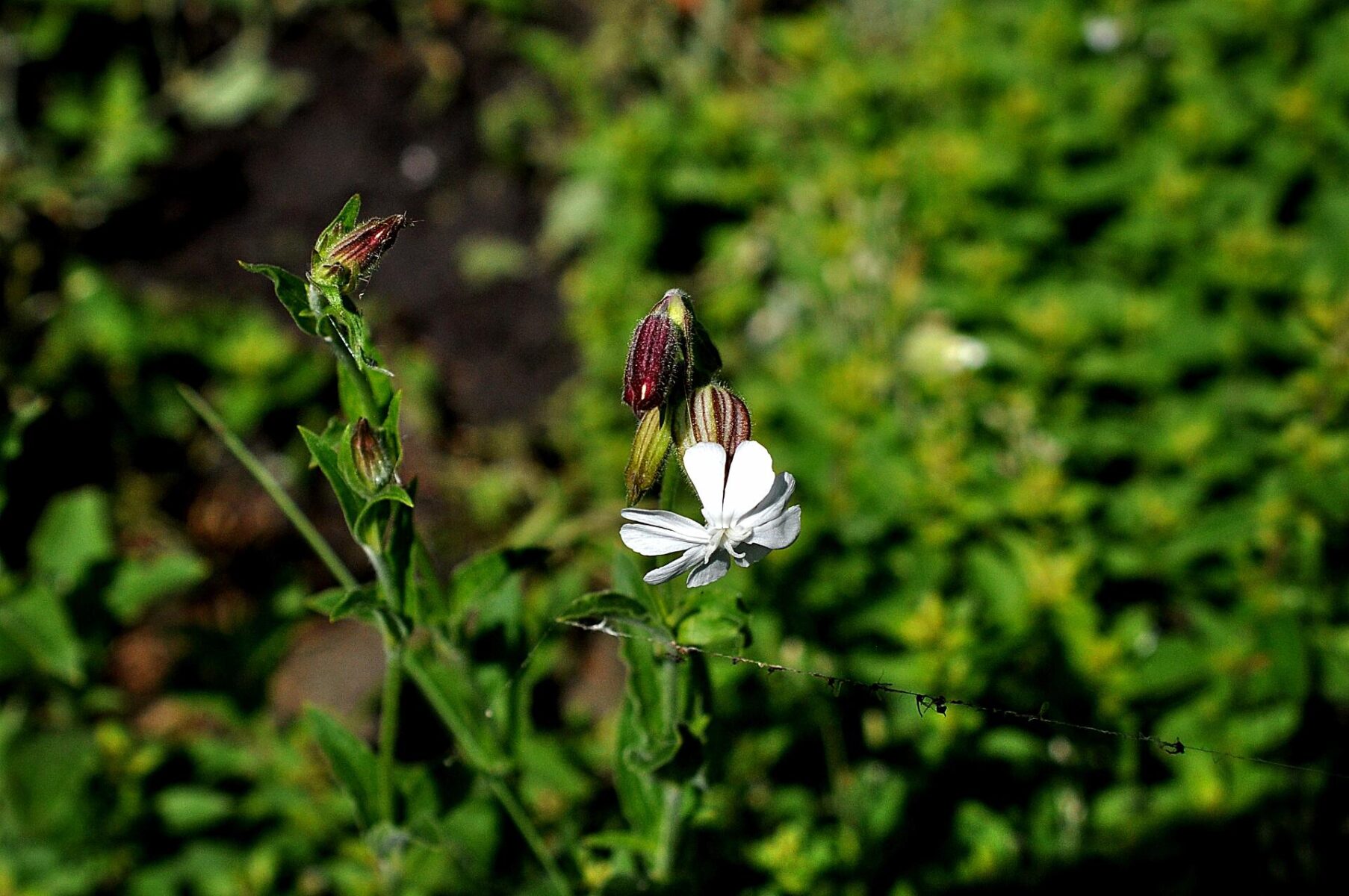Blaassilene